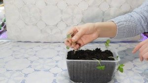 ???ЛЬВИНЫЙ ЗЕВ ! КАК ВЫРАСТИТЬ РАССАДУ ИЗ СЕМЯН