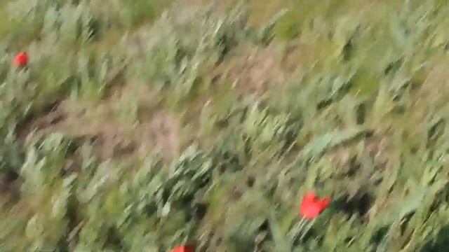 Калмыцкая степь в апреле смотреть онлайн