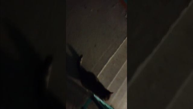 Кошки пристают смотреть онлайн