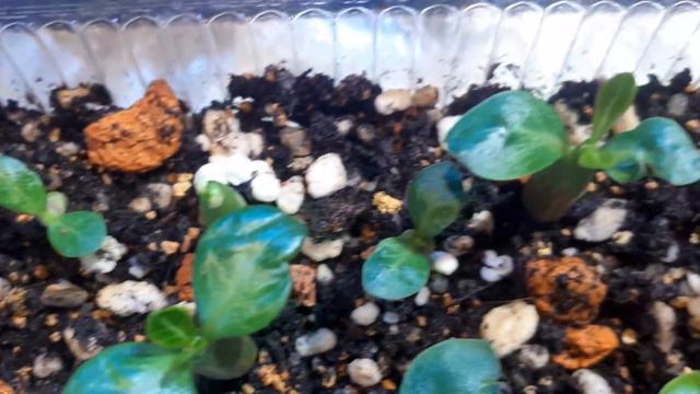 Посев Адениумов 15/06/23. Нам сегодня 10 дней. #адениум_сеянцы смотреть онлайн