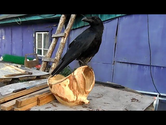 Адаптация ворона в домашнем хозяйстве. смотреть онлайн