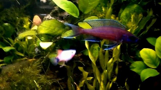 #Aquarium. Неоны и эритрозонусы. смотреть онлайн