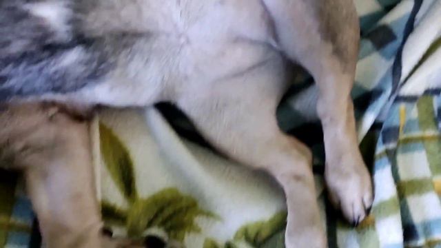 Такой милый домашний питомец🥰! Бульдожка Мегги смотреть онлайн