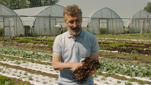 КРАСНОЛИСТНЫЕ САЛАТЫ смотреть онлайн