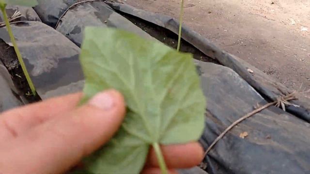 Последняя партия огурцов висажена на второй оборот смотреть онлайн