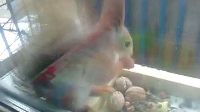 Каждое утро белка приходит за едой (Стаханов)