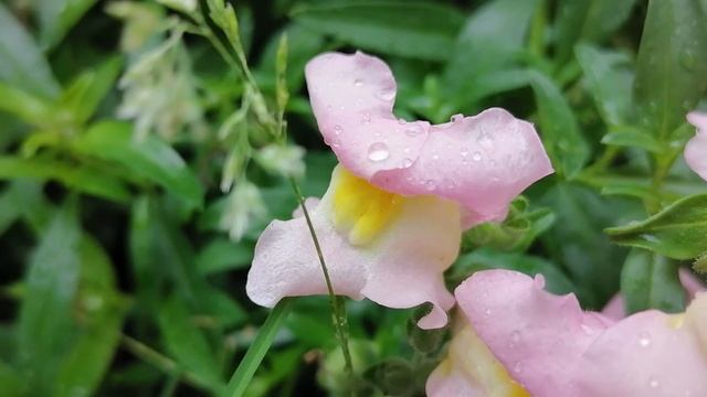 ЛЬВИНЫЙ ЗЕВ Антирринум смотреть онлайн