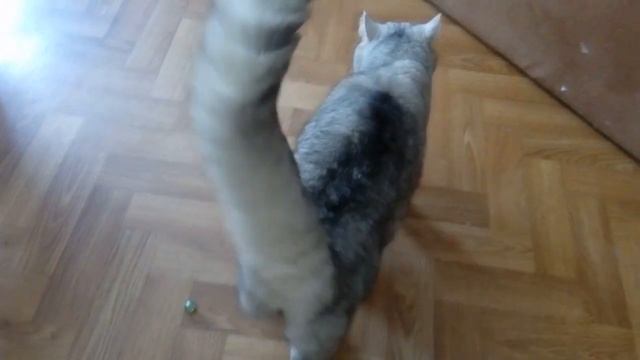 Scottish Straight Cat Meowing