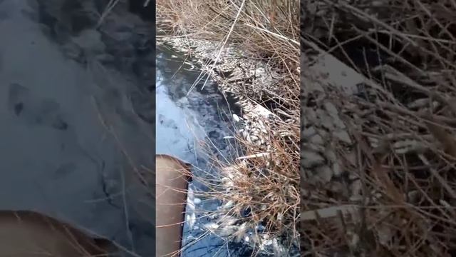 Гибель рыбы в реке Лопань Белгородского района смотреть онлайн