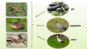 Природа и человек. Тема 8. Луг и его обитатели. Значение лугов в природе и жизни человека