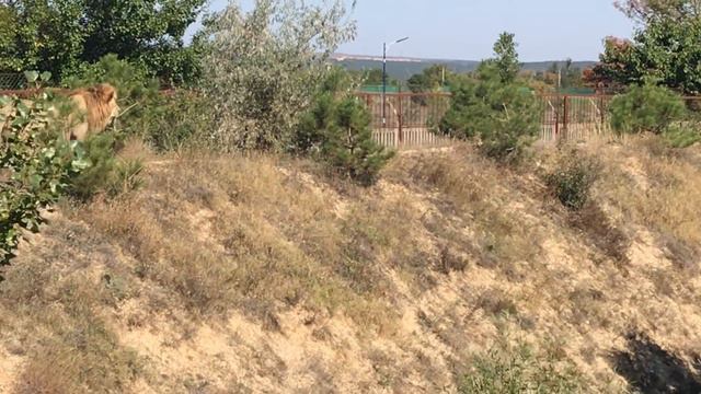 Два молодых мощных льва у пруда! Тайган Two young powerful lions by the pond! Taigan смотреть онлайн