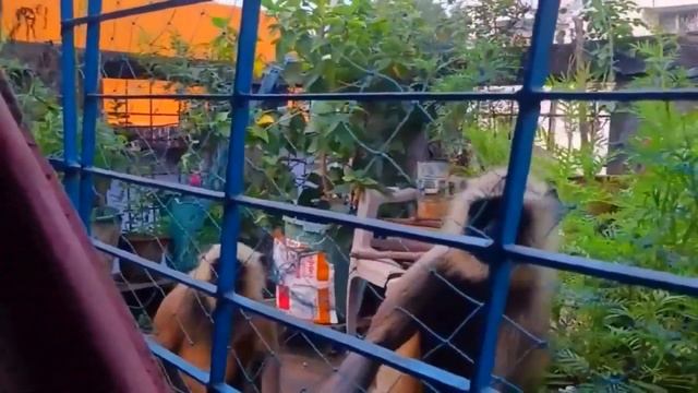 Обезьяна не знала что делать и уже отчаялась! Что то СТРАННОЕ с её детёнышем! смотреть онлайн