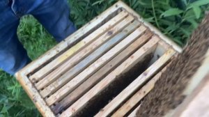 Бакфаст, кардован. В гостях у Брянского матковода…