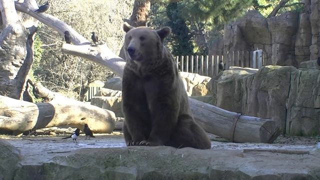 Large Brown Bears (Ursus arctos) смотреть онлайн