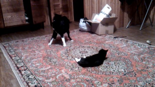 КАЙРА 5 МЕС ДИПЛОМ ПО КОТЭ).3gp смотреть онлайн