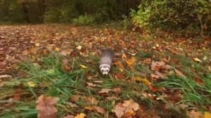 Лесной хорёк – свирепый охотник на кроликов, ловец лягушек и гроза змей!