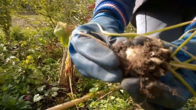 Уход за растениями. Как сохранить кислицу Деппе зимой смотреть онлайн