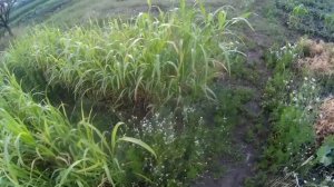 Суданская трава, как она растет на плохой земле