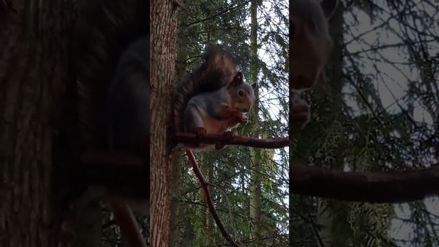 парк Отель Воздвиженское 🐿️ смотреть онлайн