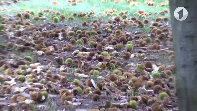 Что? Откуда? Почему? О зрении, съедобных каштанах и Владимире Высоцком – 21/06/21 смотреть онлайн