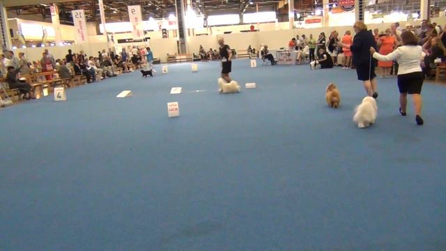 WDS, Havanese Helsinki 10.8.2014 CACIB male смотреть онлайн