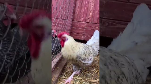 Пушкинская порода. Петух 2. Возраст 5 месяцев смотреть онлайн