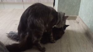 Кот мейн кун Сид  ,первая вязка