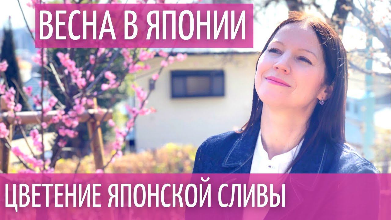 Японская слива Ume в Японии цветет в феврале. Нереальная красота! смотреть онлайн