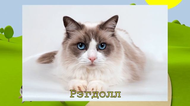 15 скрещиваний кошек разных пород. #часть 1 смотреть онлайн
