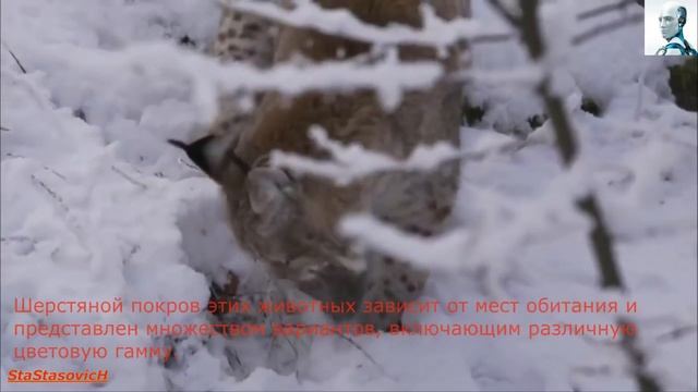 Большая кошка. Рысь Big cat Lynx. смотреть онлайн