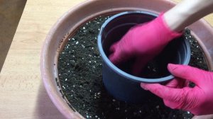 Правильная пересадка гортензии из горшка p9  Грунт для посадки гортензии .