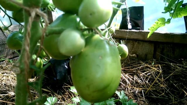 Замечательный томат Настенька от Ольги Черновой смотреть онлайн