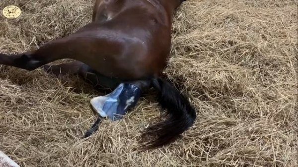 Arabian mare foaling in peace, as nature intended, undisturbed! ??