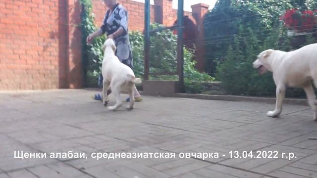 Щенки Среднеазиатской овчарки, алабаи - 4 месяца www.r-rusk.ru +79262205603 Татьяна Ягодкина смотреть онлайн