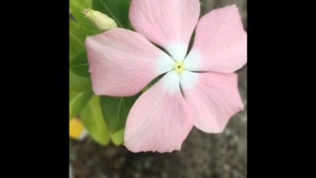 Catharanthus roseus/Bright eyes/Periwinkle/San vicente flower @SherrylSP смотреть онлайн