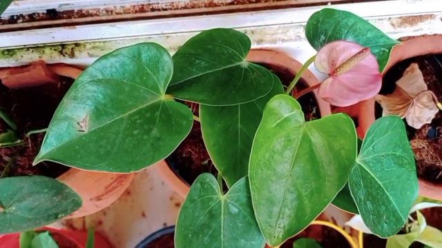 Anthurium Plant Care In Malayalam/Indoor Plants/Anthurium Varieties/Beautiful Flemingo Flowers