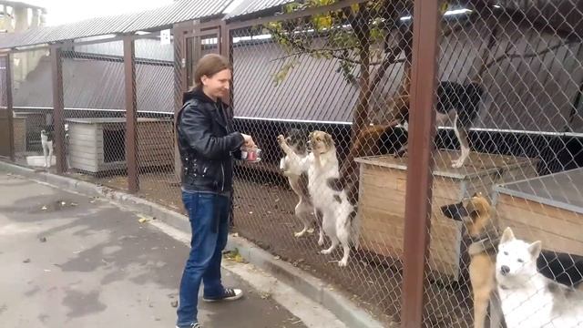 Поездка в фонд помощи животным "Сострадание-НН" смотреть онлайн