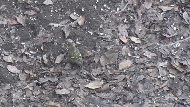 Чижик редкие кадры смотреть онлайн