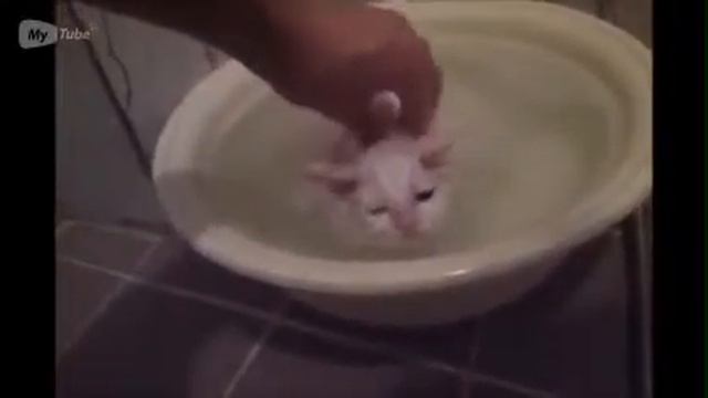 кот принимает горячую ванну смотреть онлайн