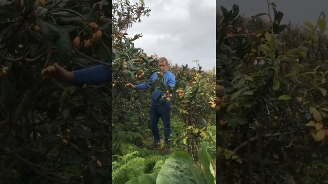 Олег Зубков собирает урожай на своей фазенде ! Португалия ,Азорские острова ! смотреть онлайн