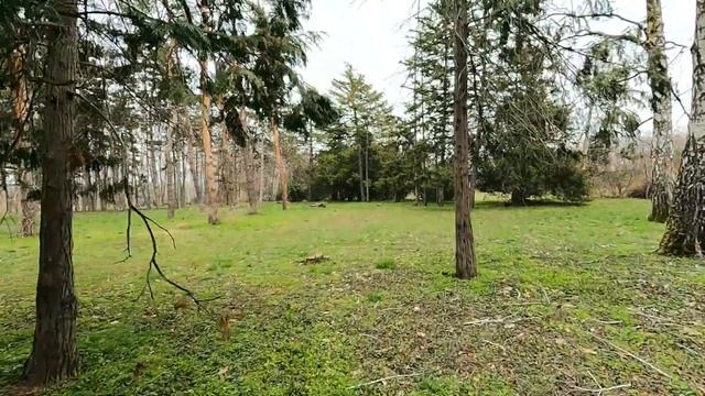 Краснодар сегодня - Ботанический сад, дендрарий. Просто иду по парку Краснодара. Люди и звуки. Влог