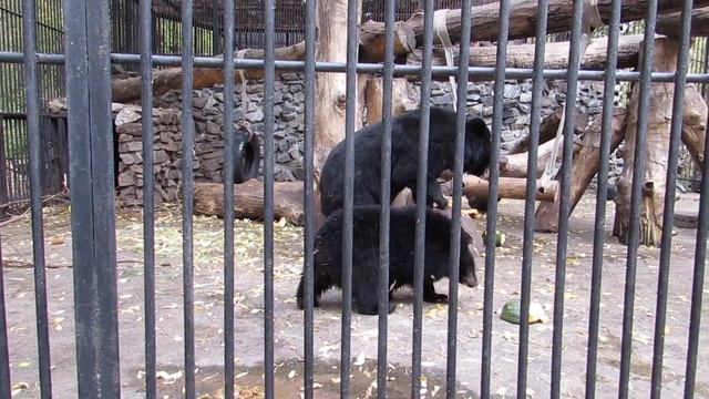 Гималайский медвежонок задира 02.10.18 смотреть онлайн