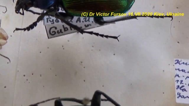 Коллекция Жуков. Как Смонтировать Насекомых в Коробке Правильно? Школа Энтомолога. смотреть онлайн