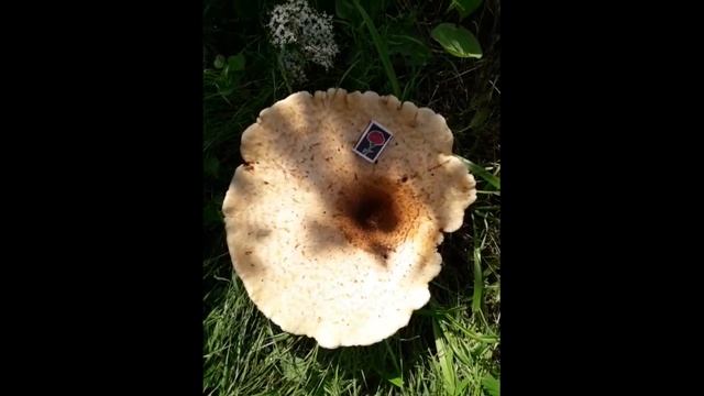 Смотрите гриб гигант ?? / See mushroom giant ?? смотреть онлайн