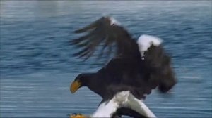 Дикая природа Японии 1 Снежные обезьяны и вулканы