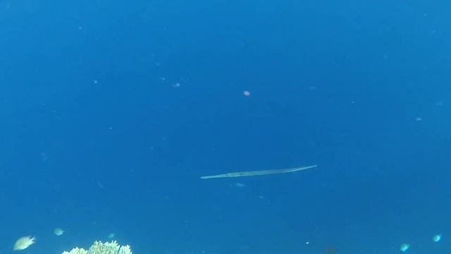ЕГИПЕТ| Подводный мир Красного моря. Рыба флейта/ свистулька /флейторыл/ Cornetfish смотреть онлайн