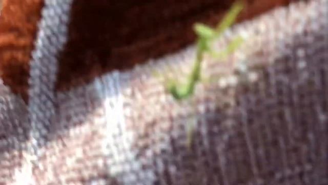 Богомол маскируется!