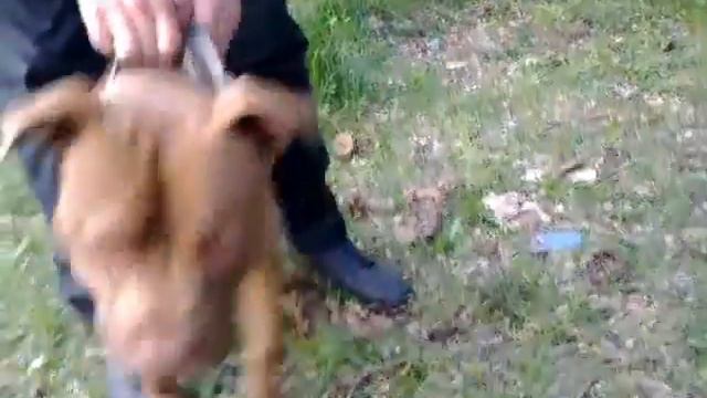 Питбуль Цезарь Аштаракски смотреть онлайн