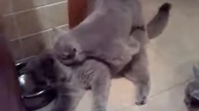 Британская кошка доминирует над котом смотреть онлайн