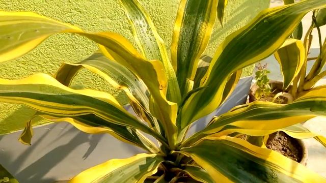 Lemon Lime Dracaena How to care in Winter season, смотреть онлайн